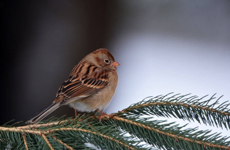 Juvenile Chipping Sparrow